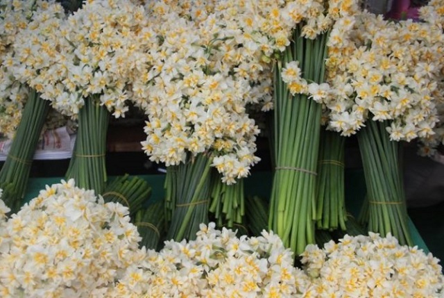 Karaburun Nergis Festivali Turu